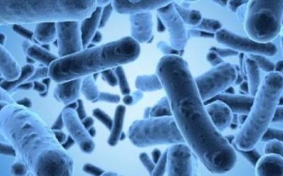 Microbiote, alimentation et santé